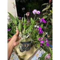 ราคา กล้วยไม้หวายแคระ พร้อมออกดอก ในกระถาง 4 นิ้ว (19587304464)