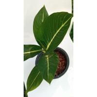 ราคา ** ต้นเสริมบารมี/ ต้นบารมีรัตนโกสินทร์ 8" (ต้นสูง 40 ซม.) (8514035679)