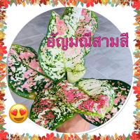 ราคา อัญมณีสามสี ต้นไม้ฟอกอากาศ ต้นไม้มงคลเรียกทรัพย์ต้นไม้สวย ต้นไม้ปลูกในห้องนอน (19015673886)