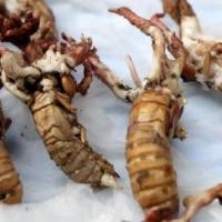 ราคา 1 ชิ้น ว่านจั๊กจั่น หรือ ว่านต่อเงินต่อทอง ว่านจั๊กจั่นพญาว่านจั๊กจั่นเรไร เห็ดจั๊กจั่น (5794647089)