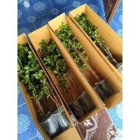 ราคา แก้วเจ้าจอม10ใบสูง70.80ซ.ม (18803703387)