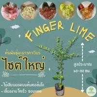 ราคา ต้นพันธุ์มะนาวคาเวียร์ 60~80 ซม.มะนาวนิ้วมือ มะนาวไข่ปลา Finger Lime **แถมฟรี!! แถมผลให้ลองชิมทุกออเดอร์จนกว่าของจะหมด** (23831426813)