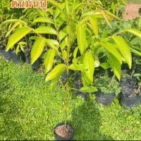 ราคา ต้นมันปู นิยมนำใบอ่อนใช้กินเป็นผักสด มีรสชาติหวานไม่ฝาด (15198156726)