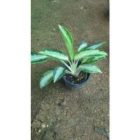 ราคา อโกลนีมาบัลลังค์เงิน บัลลังค์เงิน ไม้มงคล (4097531690)