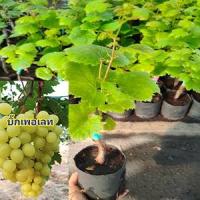 ราคา พันธู์องุ่นบิ๊กเพอเรท ลูกสีเขียว ไร้เมล็ด หวานกรอบปลูกง่าย (20842540143)