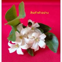 ราคา ต้นไม้ ต้นดอกแก้วแคระอินโด ดอกสีขาว หอม เพาะจากเมล็ด(ซื้อ1แถม1) (18726550857)