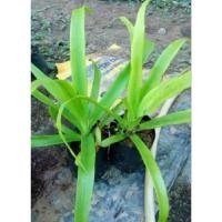 ราคา ต้นจันทร์ผา ไม้มงคล ปลูกเสริมสิริมงคล ปลูกใส่ถุงดำ พร้อมจัดส่ง (28277447158)