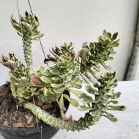 ราคา ต้นว่านพญานาคราชด่างในกระถาง6-7นิ้ว (25814367411)