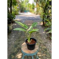 ราคา Schismatoglottis Wallichii Variegated กวักพระพรหมด่าง (27165409652)