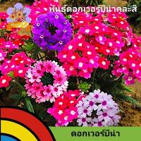 ราคา เมล็ดพันธุ์ดอกเวอร์บีน่า 100 เมล็ด เมล็ดพันธุ์ดอกไม้สวยงาม เมล็ดพันธุ์ไม้ประดับ เมล็ดพันธุ์นำเข้า เมล็ดพันธุ์แท้ (26154109612)