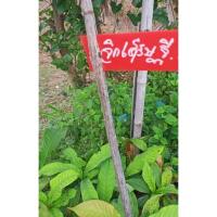 ราคา ต้นจิกเศรษฐี (รับประกันสินค้าชำรุดเคลมฟรี) (12877604571)