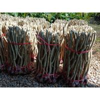 ราคา กิ่งพันธุ์ชะอมแบบตอนกิ่ง (15130382044)