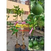 ราคา ต้นส้มจุก ส้มจุกจะนะ ส้มดั้งเดิมภาคใต้ รสหวาน คล้ายส้มเช้ง ต้นเสียบยอด (24543156781)