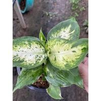 ราคา ต้นเศรษฐีรับเงิน กระถาง 5 นิ้ว #ไม้มงคล #ร่มรำไร #ไม้ฟอกอากาศ (5446280035)