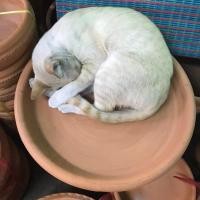 ราคา ถาดดินเผา รองกระถาง ถาดแมวนอน ขนาด กว้าง 15-16 นิ้ว (ได้ 1 ใบ) พร้อมส่ง (25805459863)