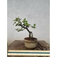 ราคา บอนไซต้นข่อย บอนไซต้นจิ๋ว (41307401135)