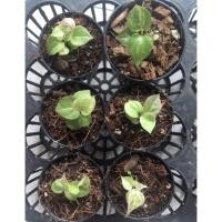 ราคา โชคเก้าชั้นด่างชมพูต้นเล็ก (13325654727)