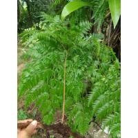 ราคา เฟิร์นนาคราช ชุด 5 กิ่ง (18903436111)