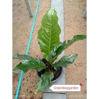 ราคา ต้นโชคเก้าชั้นด่างชมพู (10168736932)