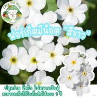 ราคา กางเกงชั้นใน ผูก กรณีโทรศัพท์ เสื้อ เด็ก สวน ด้านบน เข็มขัด ผู้ชาย กระโปรง₪♙♕เมล็ดพันธุ์ ฟอร์เก็ตมีน็อต ดอกสีขาว 100 เม (16392920706)