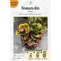 ราคา ต้นโกสนพันธุ์ใหม่ !!! กะรัต (ทรงพุ่ม 2-3) ไซส์ใหญ่ สูง 30 เซนติเมตร ซื้อ 10 แถม 1 (จัดส่งแบบถอดกระถาง+รับประกันสินค้า) (42560968152)