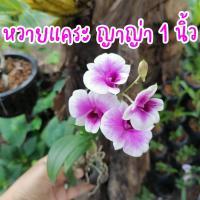 ราคา กล้วยไม้หวายแคระ ญาญ่า 1 นิ้ว (18977322808)