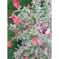 ราคา คุณนายตื่นสายใบด่าง เลี้ยงง่าย ชอบแดด ส่งทั้งกระถาง (9380916304)