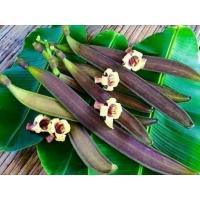 ราคา เมล็ดพันธุ์ลิ้นฟ้าเตี้ย(เพกาเตี้ย)20เมล็ด (3977799308)