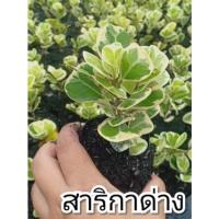 ราคา ต้นสาริกาลิ้นทองด่าง สาริกาล้อม เพชร ไทรด่างรูปหัวใจ เศรษฐีโพธิ์เงิน (6770362633)