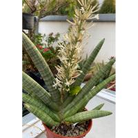 ราคา ต้นว่านงาช้าง บอนเซล ต้นงาช้าง ว่านงาช้าง Boncel ว่านงาช้างบอนเซลพร้อมส่ง งาช้าง ต้นไม้ฟอกอากาศ ต้นไม้มงคล (25511955326)