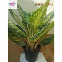 ราคา ต้นเสริมทรัพย์ อโกลนีมา ไม้ประดับ ไม้มงคล กระถาง 6 นิ้ว (13432387551)