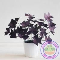 ราคา หัว(หน่อ) ต้นผีเสื้อราตรี (Oxalis Purpurea) เฉพาะ หน่อ คละไซส์ (6059147933)