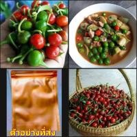 ราคา (70-100เมล็ด) เมล็ด เมล็ดพริกตุ้ม ระยอง พริกตุ้ม สี แดง happy (13482452585)