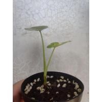 ราคา บอนกระดาดขาวด่าง กระถาง 3 นิ้ว (8071655367)