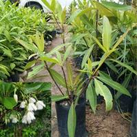 ราคา ต้นกระดิ่งนางฟ้าไม้มลคล (7061098261)