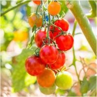 ราคา มะเขือเทศเชอรี่แดงทรงกลม สวีทปริ้นเซส Red Cherry Tomato เมล็ดพันธุ์ลูกผสม 8-20 เมล็ด มีคู่มือปลูก (28973103892)