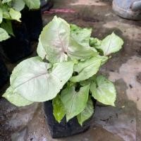 ราคา ต้นออมเงินไม้มงคลฟอกอากาศ (6740255718)