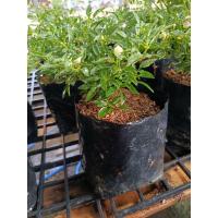 ราคา พริกตุ้มสีรุ้งหรือพริกตุ้มหลากสี ️ ผลกลมเล็ก ดูๆไปก็เหมือนไข่มุก แถมมีหลายสีในต้นเดียว (42805138196)