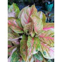 ราคา แก้วกาญจนา หรือ อโกลนีมา​ (Aglaonema)​ สายพันธุ์ต่างๆ (10217157685)