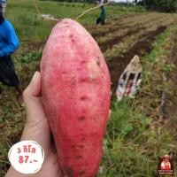 ราคา มันส้มหวาน orange flesh [ราคา 3 kg]มันส้มสดจากไร่ มันส้มมันหวานปลูกในไทยเกษตรอินทรีย์ ราคาดี (22390257889)