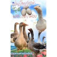 ราคา ไข่เชื้อห่านตูลูส ไข่เชื้อห่านโทเลาซ์ สำหรับนำไปฟัก พ่อแม่พันธุ์แท้ 100% ห่านสวยงาม (26832093658)