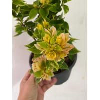 ราคา เฟื่องฟ้าสาวิตรีแคระกระถาง 4 นิ้ว มีหลายสี จัดส่งทั้งกระถาง (43764383218)