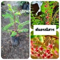 ราคา ต้นธรณีสาร ธรณีสาร (41552908122)