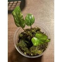 ราคา เสน่ห์จันทร์ประกายดาว (13433591621)