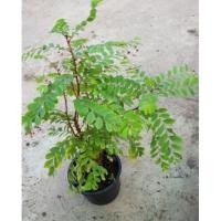 ราคา ต้นธรณีสาร ไม้มงคล (29722473179)