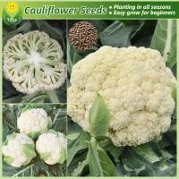 ราคา เมล็ดพันธุ์ กะหล่ำดอก เมล็ดดอกกะหล่ำ บรรจุ 200เมล็ด Cauliflower Seeds เมล็ดพันธุ์ผัก ผักสวนครัว ต้นไม้มงคล เมล็ดบอนสี (29760469968)