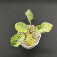 ราคา มะพร้าวทะเลทรายใบกลมด่าง(dorstenia foetida var.) (18704751646)