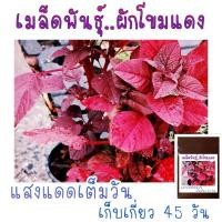 ราคา （เมล็ด）300 เมล็ด ง่ายผักโขมแดง/งอก ปลูก/งอก เมล็ด/งอก ง่าย (21278807416)