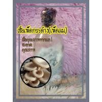 ราคา เชื้อเห็ดกระด้างเชื้อเมล็ดข้าวฟ่างใช้หยอดกับก้อนเชื้อเห็ด 5 ขวด (21164154122)