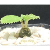 ราคา มะพร้าวทะเลทราย แคคตัส กระบองเพชร (6177323482)